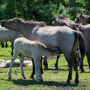 Wildpferde 2012 2