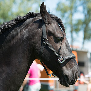 Wildpferde 2012 3