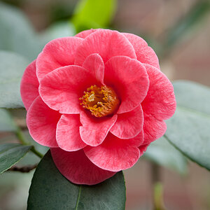 Camellia japonica a