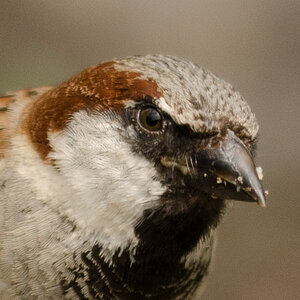 100% Crop
Nikon D7000 mit 150mm Sigma Macro non OS