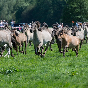 Wildpferde 2012 11