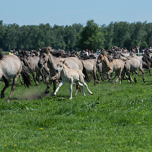 Wildpferde 2012 12