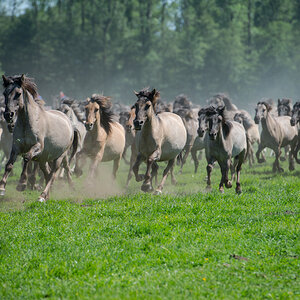 Wildpferde 2012 13