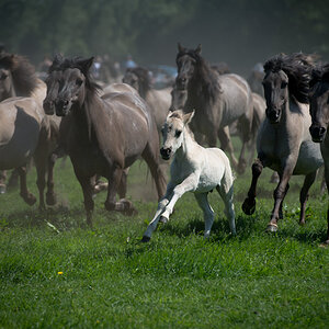 Wildpferde 2012 14