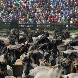 Wildpferde 2012 16