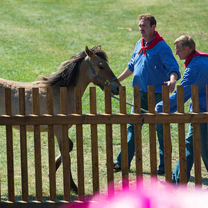 Wildpferde 2012 17