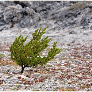 Bonsai NF