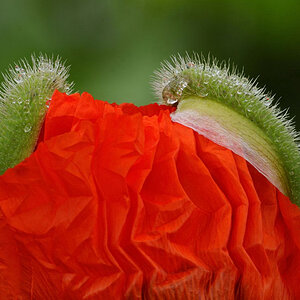Mohn 8681 01