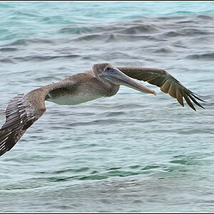Fliegender Pelikan