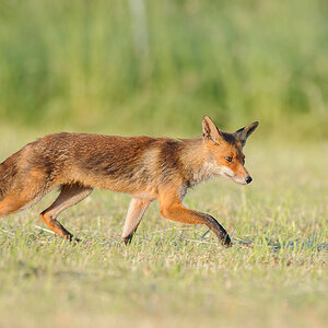 Fuchs 1087