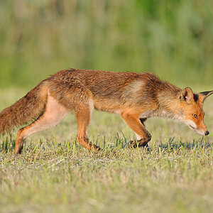 Fuchs 1110