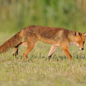 Fuchs 1111