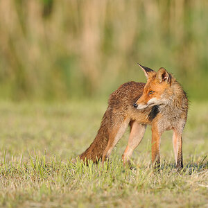 Fuchs 1113