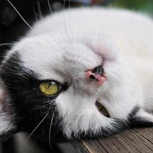 2012 06 29 4310  D300sA