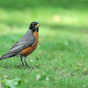 Vogel im Central Park
8590