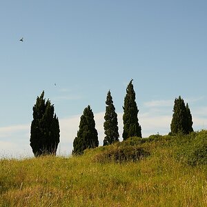 SC DSC 2447