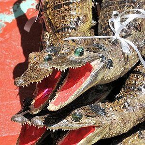 Ausgsetopfte Kaimane mit Glasaugen
für Touristen ...
8798