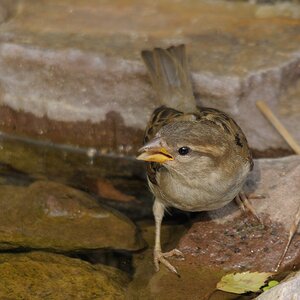 Sperling
am Wasser