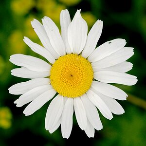 Blüte