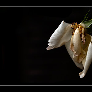 RoseDSC 6070