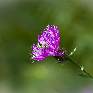 Kornblume mit Fliege