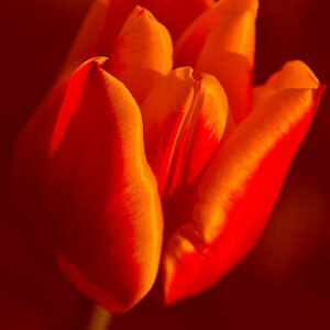 Tulpe nach EBV mit Rotverstärkung