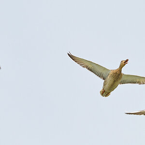 Enten Flug 1