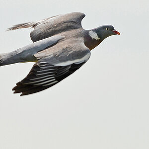 Taube Flug 2