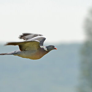 Taube Flug 3