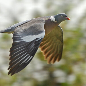 Taube Flug 4