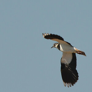 Kiebitz Flug 1