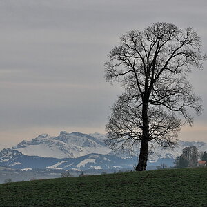 DSC 0119 Wädenswiler Baum mit Glärnisch verkleinert