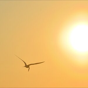aacomp katingerwatt 20120526 0391