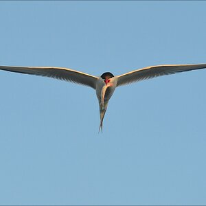aacomp katingerwatt 20120526 0759