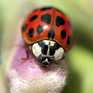 Makro006