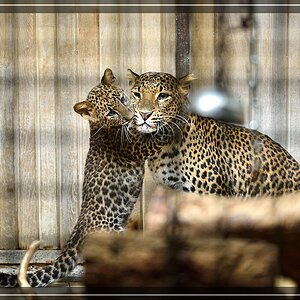 Java-Leopardenkind
