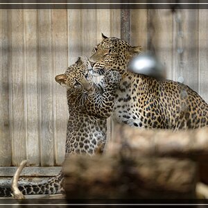 Java-Leopardenkind