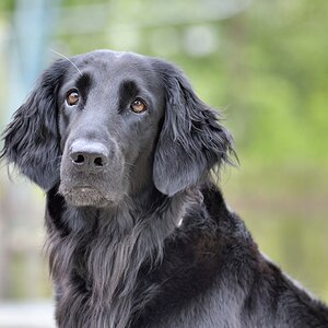 Hund