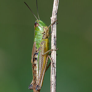 Grashüpfer Gemeiner 2012 06 29 02