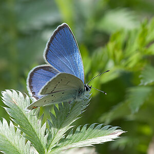 Bläuling 2012 06 24 01
