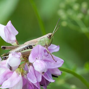 Grashüpfer Gemeiner 2012 06 21 01
