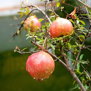 Granada - Granatapfel, der Namensgeber von Granada