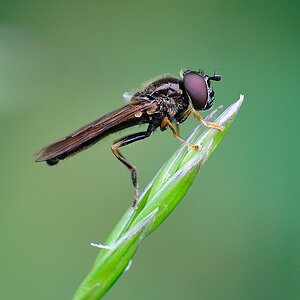 unbekannte Fliege