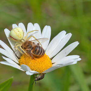 2012 06 07 Spinne mit Biene 000