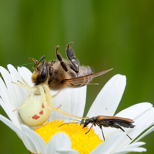 2012 06 07 Spinne mit Biene 002