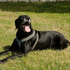 Ich weiß, dass ich ein schwarzer Hund bin, aber Sonnenanbeten macht so viel Spaß.