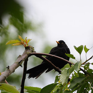 Amsel