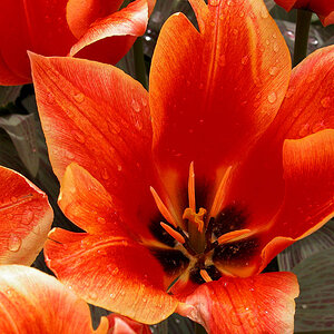 tulpe