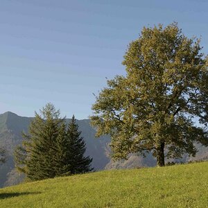 Bad Ischl, Ahorn