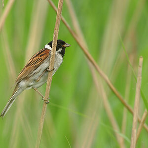 DSC 3583Rohrammer 1000